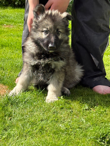 Stunning kc reg grey sable dark sable and Black and Tan