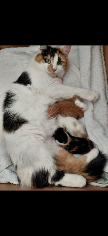 Maine-coon x fur babies
