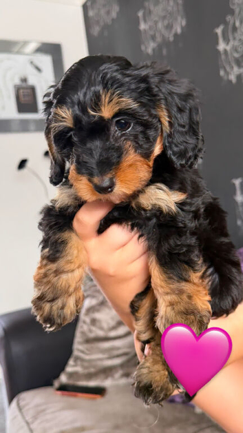 Fur Doxiepoo babies