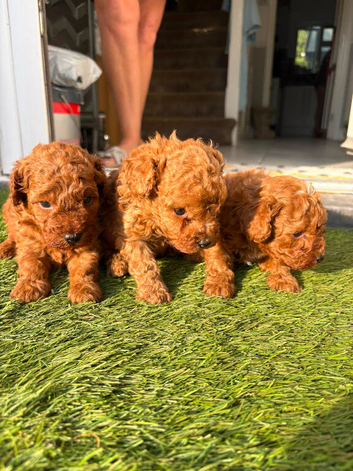 Toy poodle puppies 1 girl 2 boys