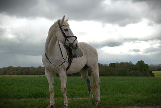 teenagers dream horse