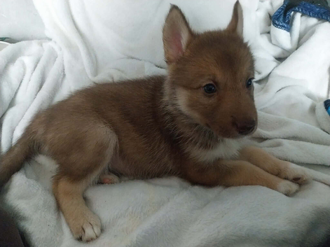 Female shollie husky puppies left
