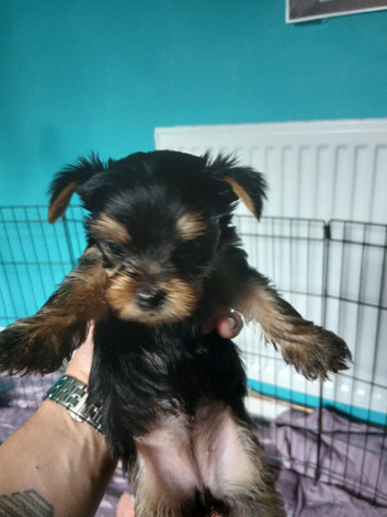 Minature yorkie pups for sale
