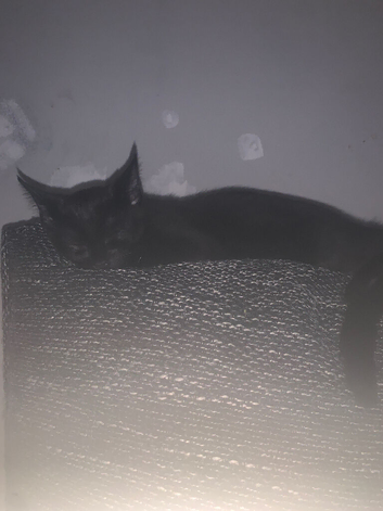 2 female kittens free to a good home