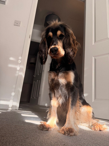 Show x working spaniel