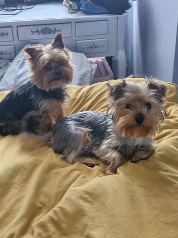 Tea cup yorkshire terrier puppy
