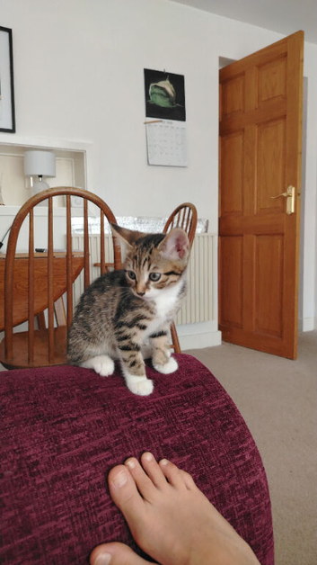 6month old kitten and accessories