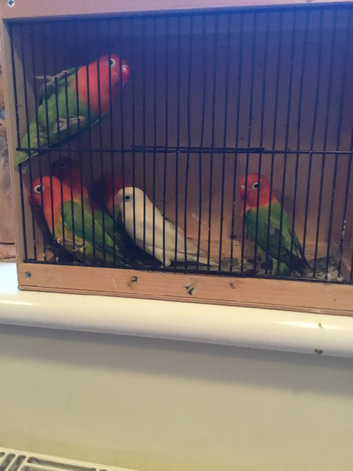 30 x young opaline Fischer lovebirds