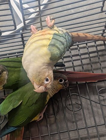 conures x2 &pound;100 each 9months