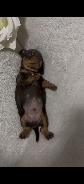 Gorgeous miniature dachshund boy