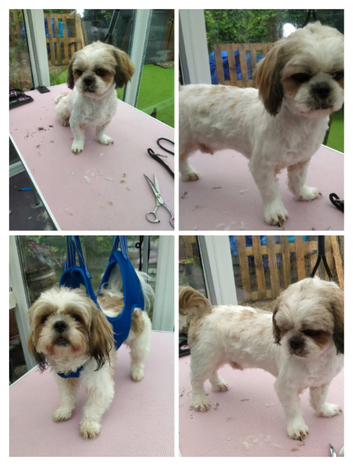 Hair off the Dog