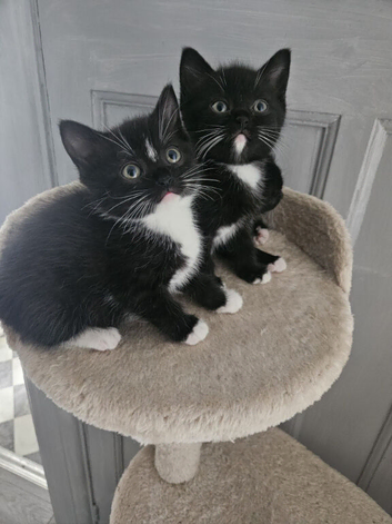 British Shorthair blue cross kittens Tabby and Black/white