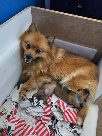 Pomeranian puppies