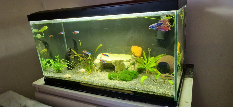Aquarium 60l