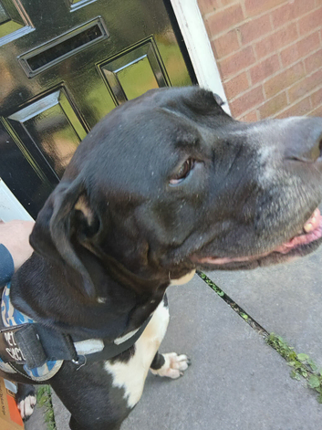 Lovely 5 year female boxer x staff
