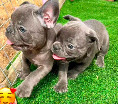 8 weeks old Blue French Bulldog puppies