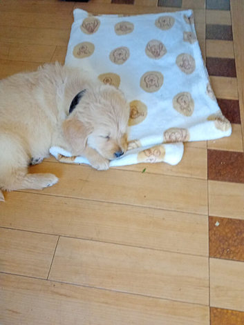 Hi I have golden retriever boy