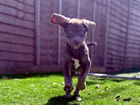 Ready for Siberian Shepsky x Weimaraner Puppies