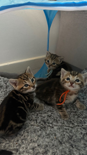 Bengal kittens