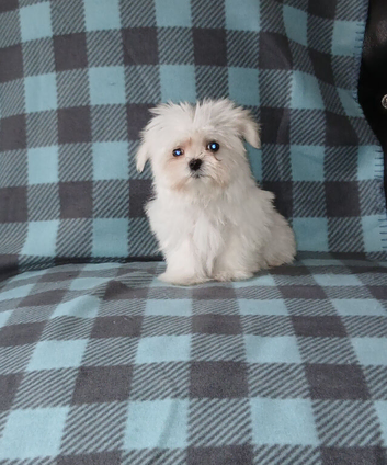 Korean maltese