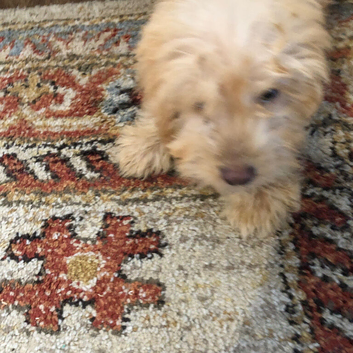 Cockerpoo