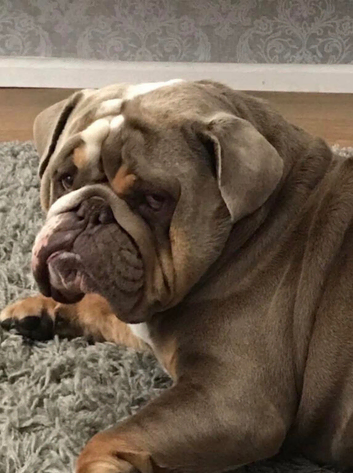 Absolutely beautiful British bull dog