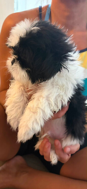 Shih tzu puppies