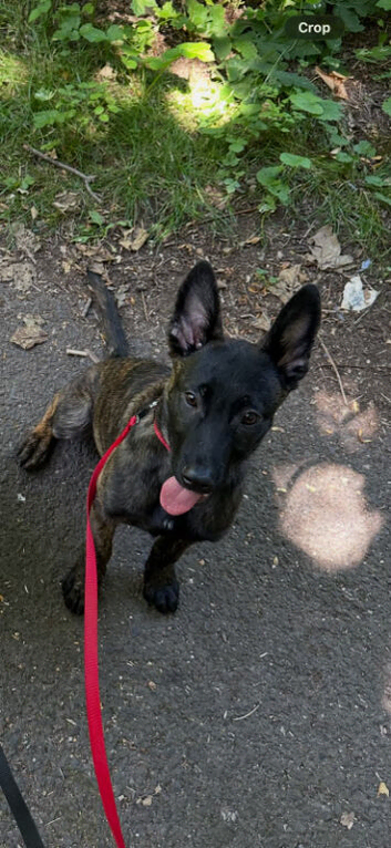 Belgium malinois x Dutch hurder