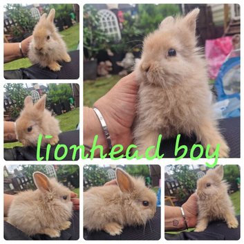3 lionhead babies