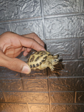 Tortoise