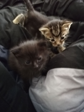 Kittens