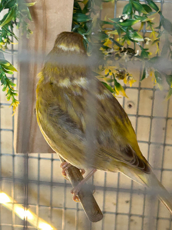 PAIR OF FIFE CANARY'S