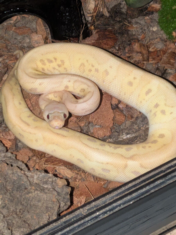 4 Gene Royal / ball python