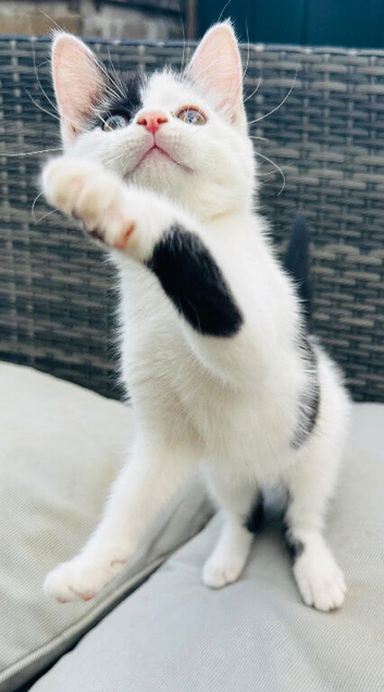 1 female kitten left