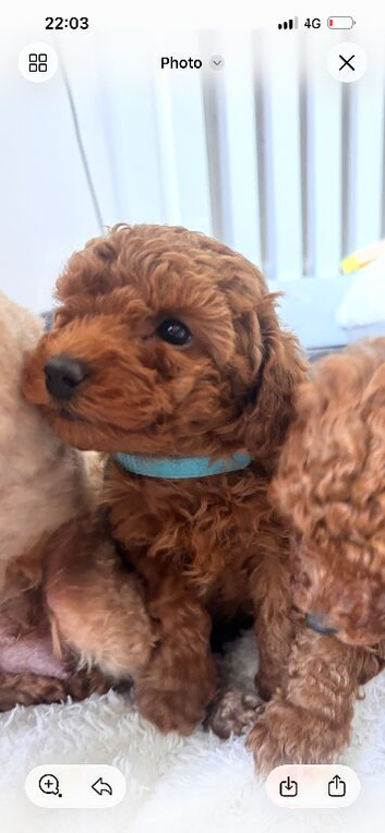 Beautiful KC registered Red toy poodle Girls