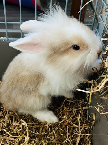 Lionhead and minilop bunnies