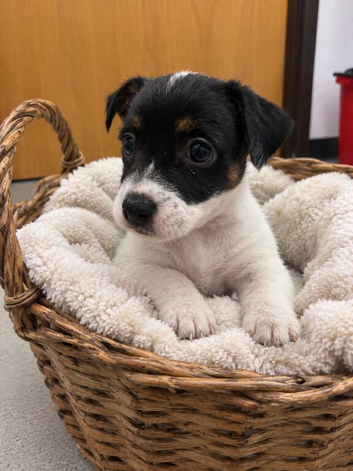 Last Jack Russell Girl Puppy Left️ ready to leave Sunday