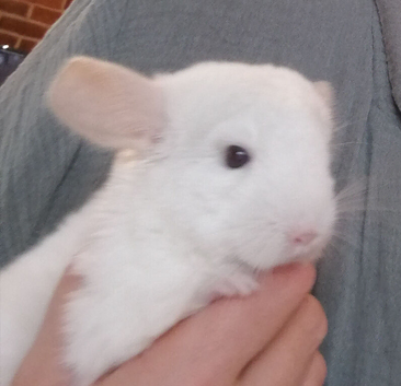 Sold !!! Chinchilla Baby Girl in Feltham TW13