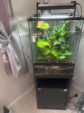 18 months old creasted gecko male