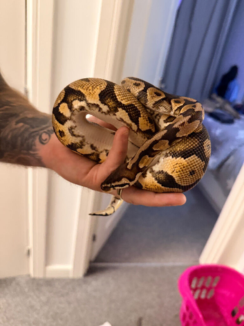 Ball python