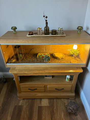 Vivarium and tortoise