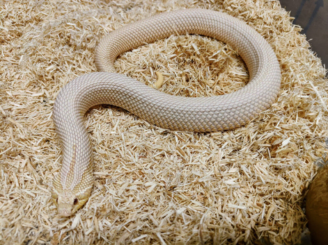 Super conda albino yellow phase
