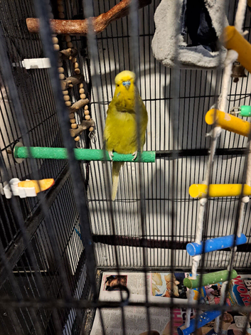 Budgie