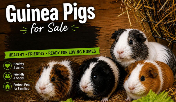 2x Female Guinea pigs