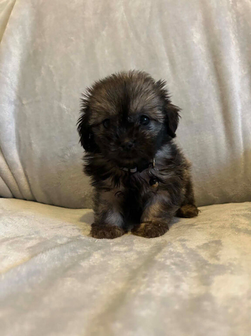 Shihtzu  pups for sale