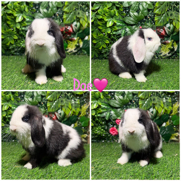 Pure breed mini lop Doe&Buck