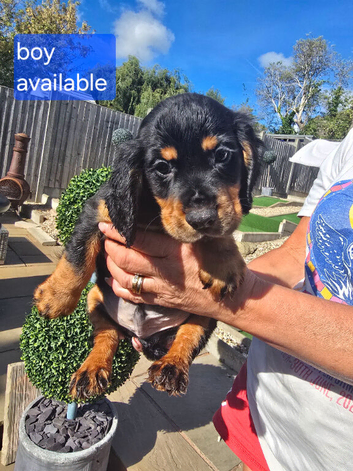 Kc working cocker spainel puppies