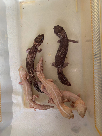 African fat tail gecko breeding group x5 for sale Essex