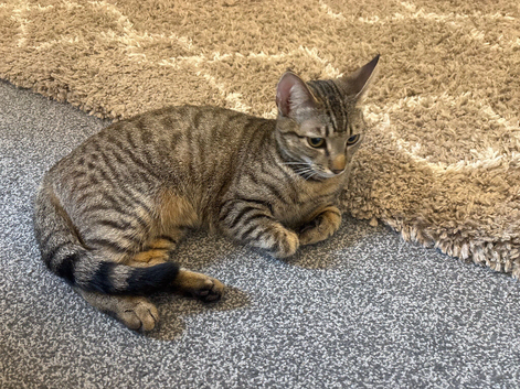 Female cat