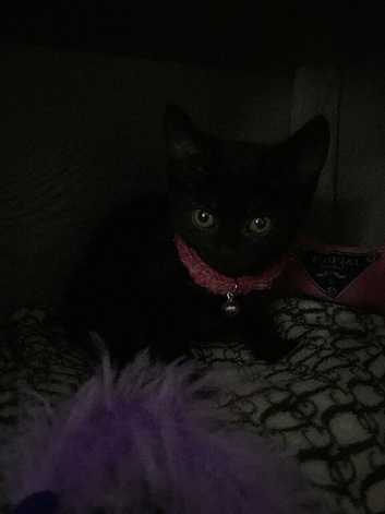 Beautiful black kitten